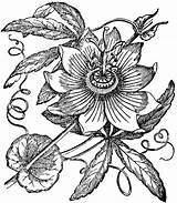 Passion Flower Drawing Clipart Getdrawings Passionflower sketch template