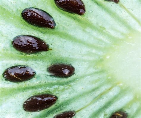growing kiwi  seed top tips