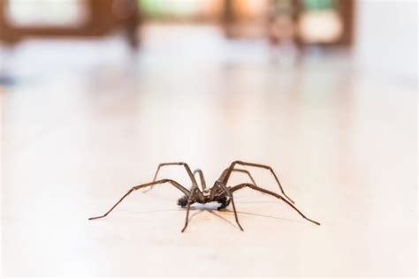 This Is Why Huge Sex Crazed Spiders Are Invading Uk Homes And How You