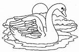 Cisne Cisnes Luna Pareja Bajo Imagui sketch template