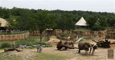 fish  wildlife service approves permit  zoos  offer homes  elephants  drought