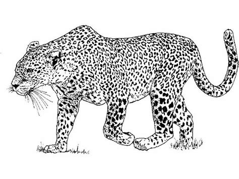 leopard coloring pages printable  coloringfoldercom leopard