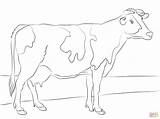 Coloring Cow Printable Pages Sapi Putih Hitam Library Clipart Perah sketch template