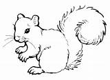 Coloring Squirrel Pages Printable Squirrels Preschool Cute Color Printables Kids Colouring Template Sheets Patterns Print Animal Pattern Book Animals Animales sketch template