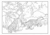 Mammals Dioramas African Coloring Cards sketch template