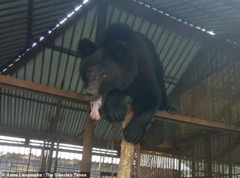 brown bear tears off woman s arm eats it for christmas during boozy x