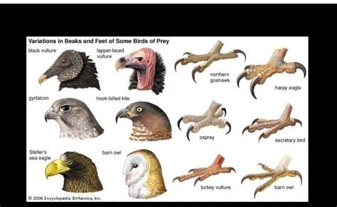 illustrate the different types of claws in birds with suitable diagrams