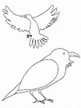 Coloring Raven Pages Ravens Bird Designlooter sketch template