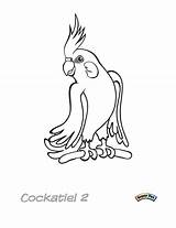 Cockatiel Pages Coloring Bird Printable Adults Kids Designlooter sketch template