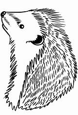 Ricci Kolorowanki Jez Hedgehog Clipartmag Stampare Cartonionline sketch template