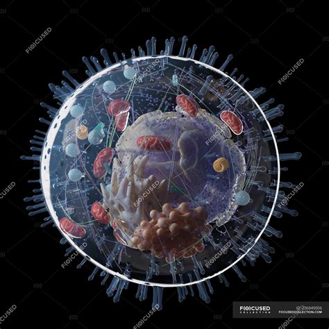 medical illustration  human cell structure  black background