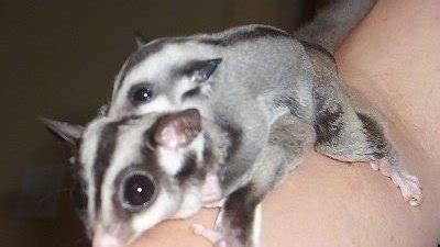 petition government legalize sugar gliders  california changeorg