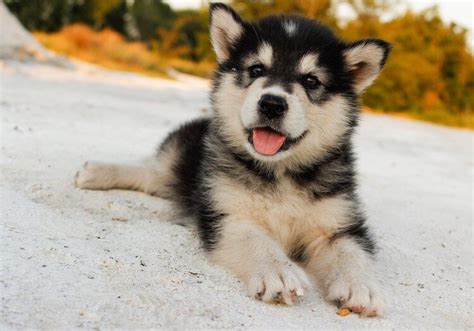 complete alaskan husky dog breed guide pictures   dogs