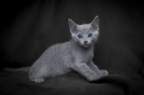 de blauwe rus een uniek kattenras katnl