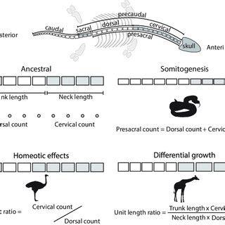 schematic showing  axial regions referred    text    scientific