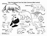Coloring Carnivores Carnivore Pages Drawing Animals Kids Pdf Printing Educational Nature Exploringnature Getdrawings Choose Board Bear sketch template