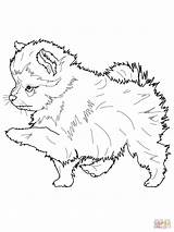 Coloring Husky Pomeranian Pages Puppy Printable Realistic Dog Color Colouring Spaniel Springer Pup Pomeranians English Print Getcolorings Getdrawings Puppies Spitz sketch template