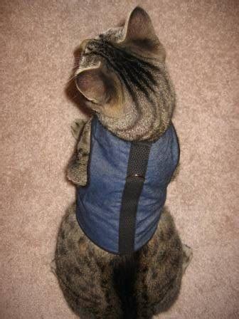 kitty holster cat harness smallmedium tiger stripe   problem solving advice  pam johnson