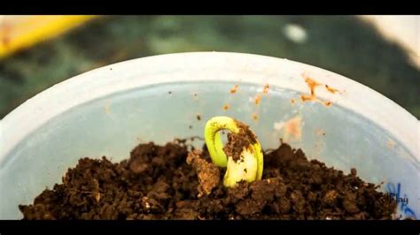 red bean plant growth youtube