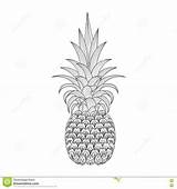 Zentangle Pineapple Ananas Mandala Frutta Decorato Tribale Disegnato Esotica Fruit sketch template