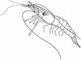 Shrimp Boat Toppers Drawings Coloring Steady Bonus Viewers Song Special sketch template