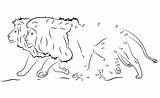 Lion Template Dot Lions Templates Two Animal sketch template