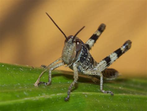 Acrididae Valanga Irregularis Giant Grasshopper Nymph Dsc Flickr