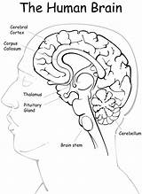 Human Brain Anatomy Greys sketch template
