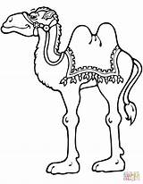Camel Coloring Pages Printable Standing Cartoon Drawing Kids Animals Line Camels Paper Crafts sketch template
