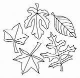 Tree Fall Drawing Leaves Getdrawings Coloring Without sketch template