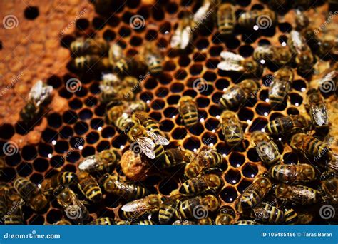 de bijen  op de baan stock foto image  verblijf