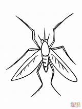 Mosquito Coloring Pages Insect Drawing Color Printable Online Colorings Supercoloring Clipartmag Getcolorings Insects Categories sketch template