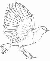 Kolorowanki Rudzik Blackbird Robins sketch template