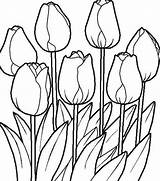 Sketsa Bunga Menggambar Terpopuler Matahari Melati Mawar Indah sketch template