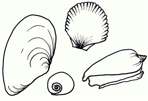 printable seashell coloring pages  kids