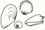 Seashell Coloring Pages Printable Kids sketch template