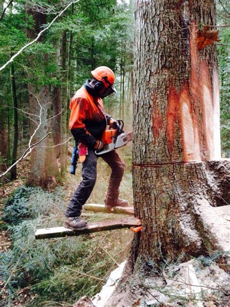 A Little Preparation Was Made Before This Felling Stihl