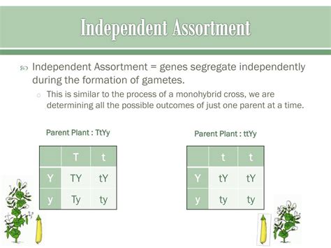Ppt Genetics And Punnett Squares Powerpoint Presentation Free Download
