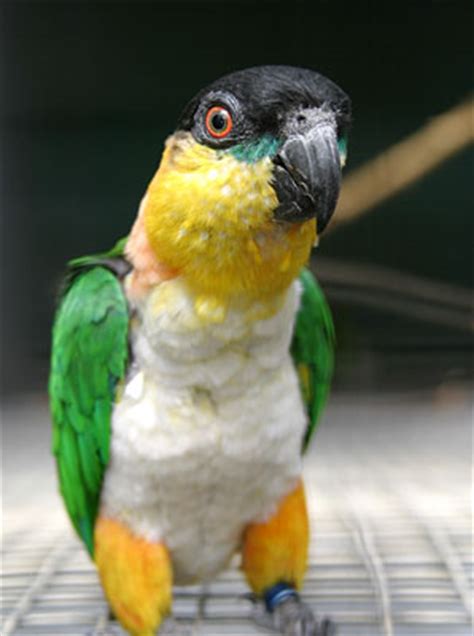 priam parrots