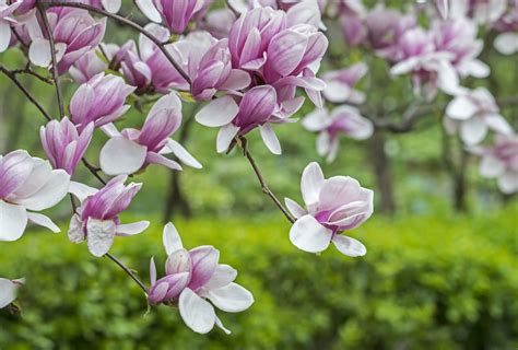 magnolia tree    amazing varieties gardenerdy