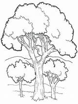 Jungle Arbre Coloriage Deciduous Malvorlagen Baum Contours árboles sketch template