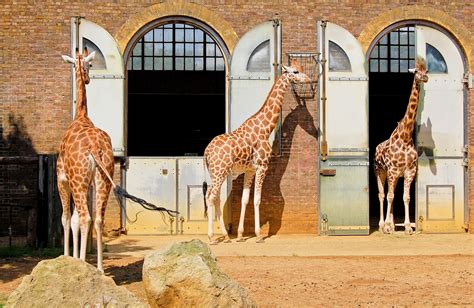london zoo gbr ferienwohnungen ferienhaeuser und mehr fewo direkt