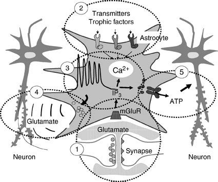 neuronastrocyte interactions springerlink