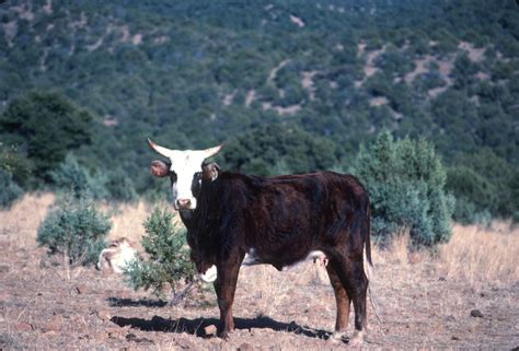 good newsferal cattle   removed  gila wilderness  update     wildlife news