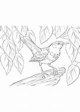 Coloring Pages Birds Index Animals Kidipage sketch template