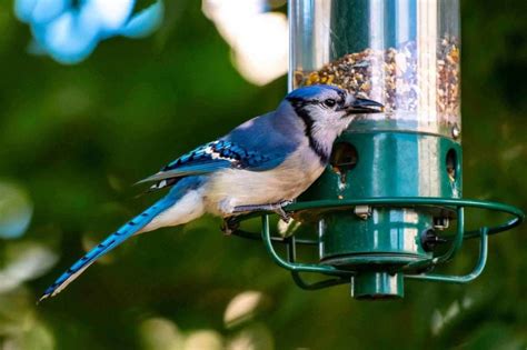 comprehensive review     bird feeders  blue jays nhest