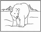 Bear Pages Polar Coloring Printable Kids sketch template