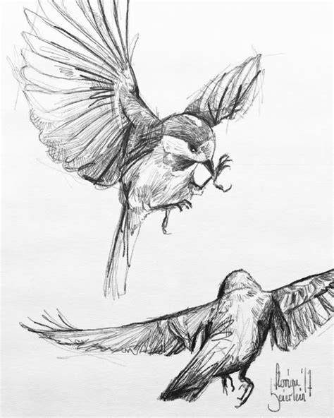 pencil drawing  birds flying pencildrawing