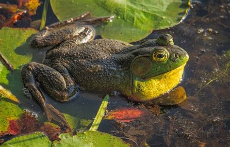 bullfrog poor farm swamp   stephen gingold nature photography blog