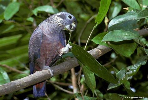 dusky parrot alchetron   social encyclopedia